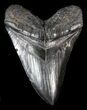 Black, Fossil Megalodon Tooth #41802-1